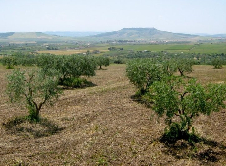 Uliveto dell'Azienda Agricola Vincenzo Marvulli