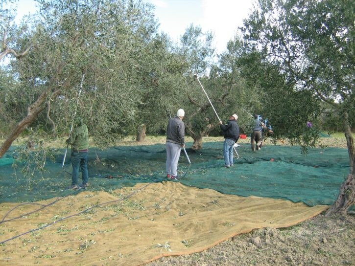 Raccolta delle olive nell'uliveto dell'azienda