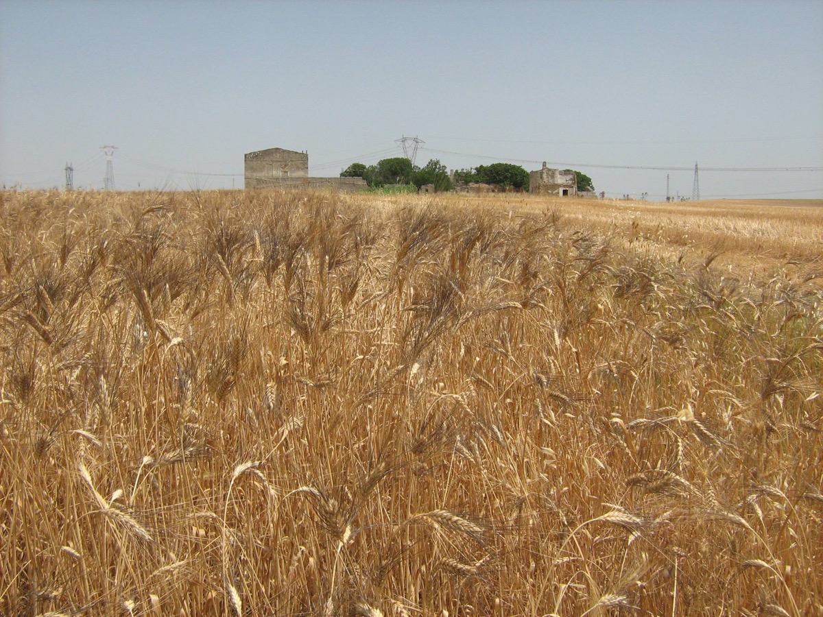 Grano Senatore Cappelli con sullo sfondo l'antica masseria Marvulli