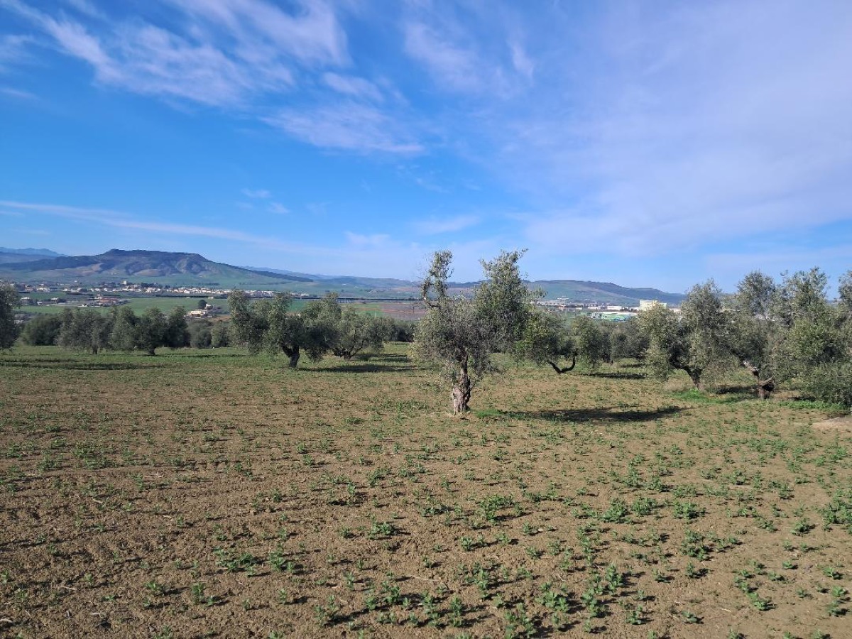 Ulivi secolari dell'Azienda Agricola Vincenzo Marvulli