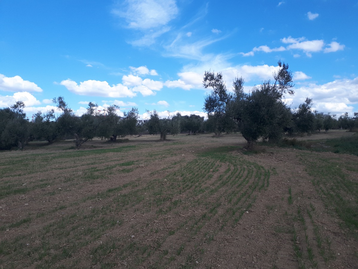 Uliveto della campagna di Matera, ordine sparso senza sesto d'impianto