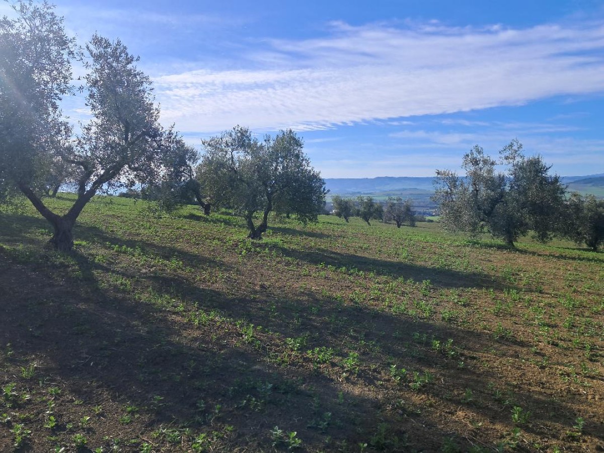 Uliveto di Contrada Giardinelle, Matera