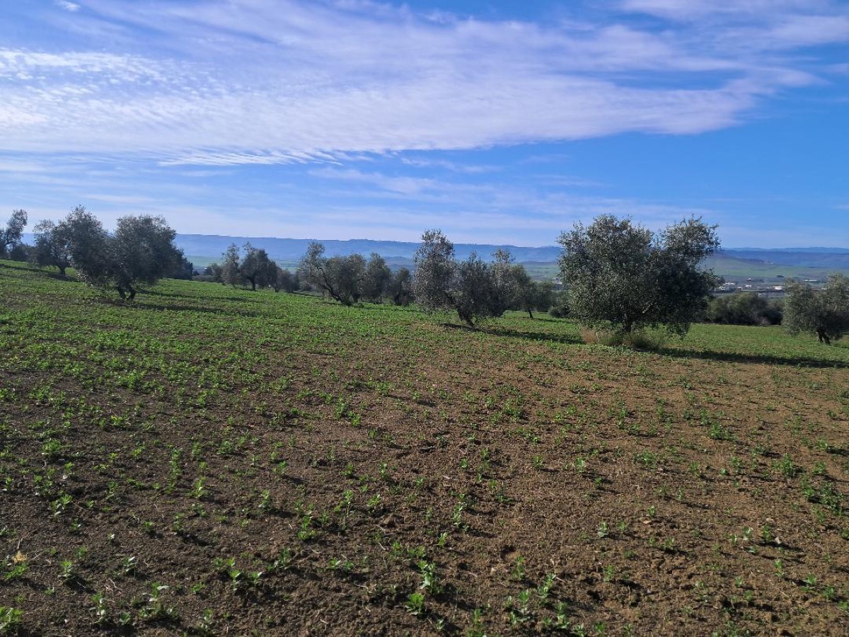 Uliveto dell'Azienda Agricola Vincenzo Marvulli a Matera
