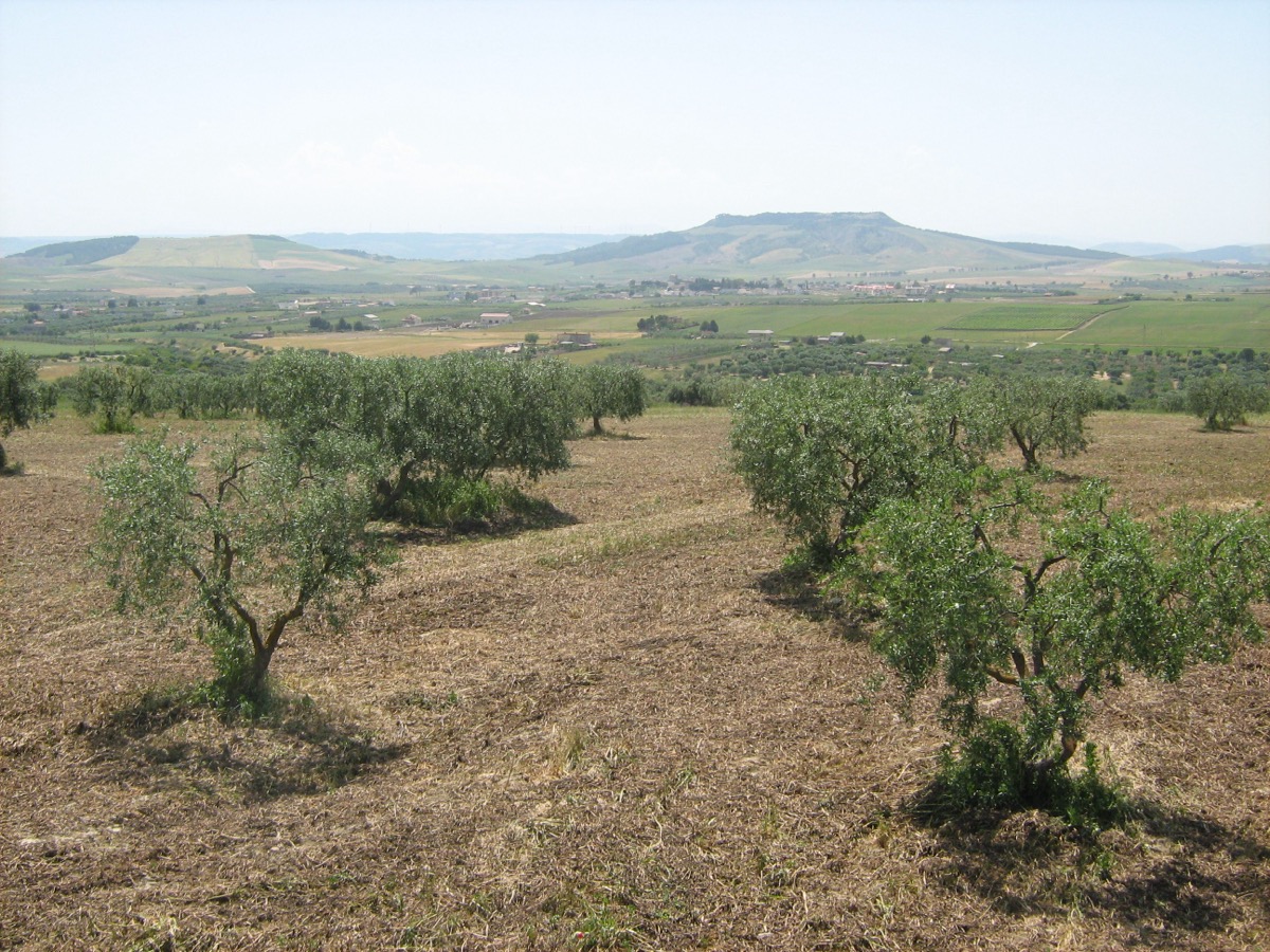 Uliveto di Contrada Giardinelle con vista sulla valle del Bradano