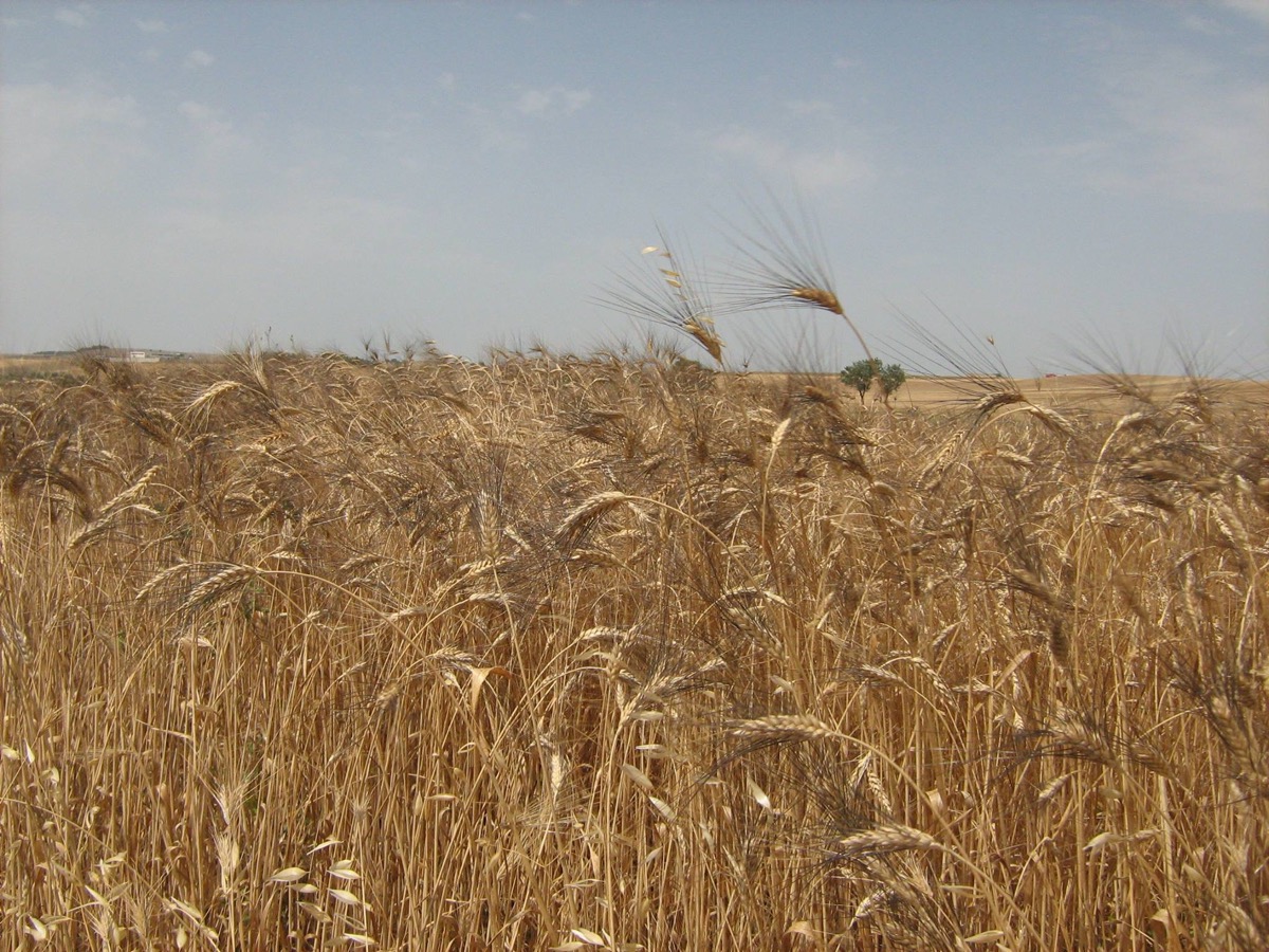 Campo di grano Senatore Cappelli dell'Azienda Agricola Vincenzo Marvulli