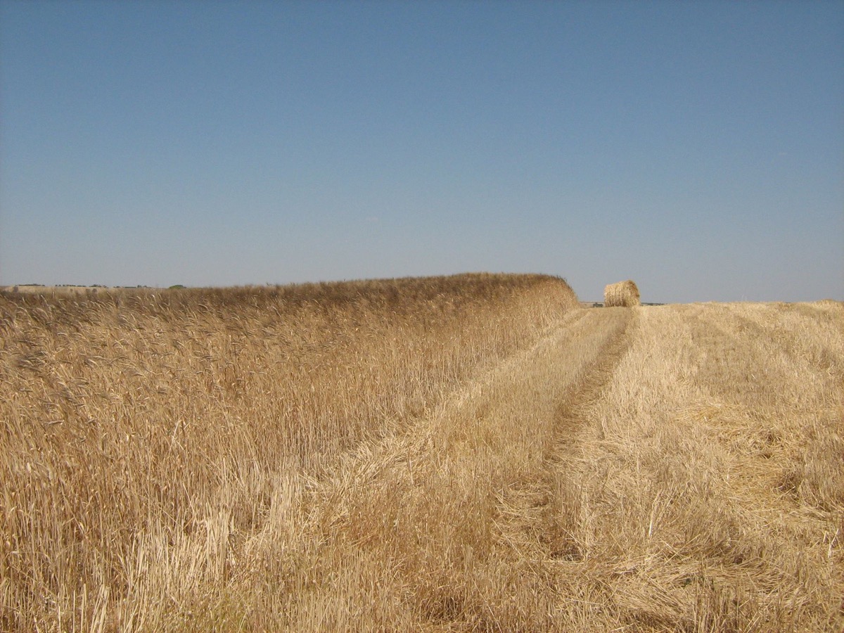 Campo di grano dopo la mietitura