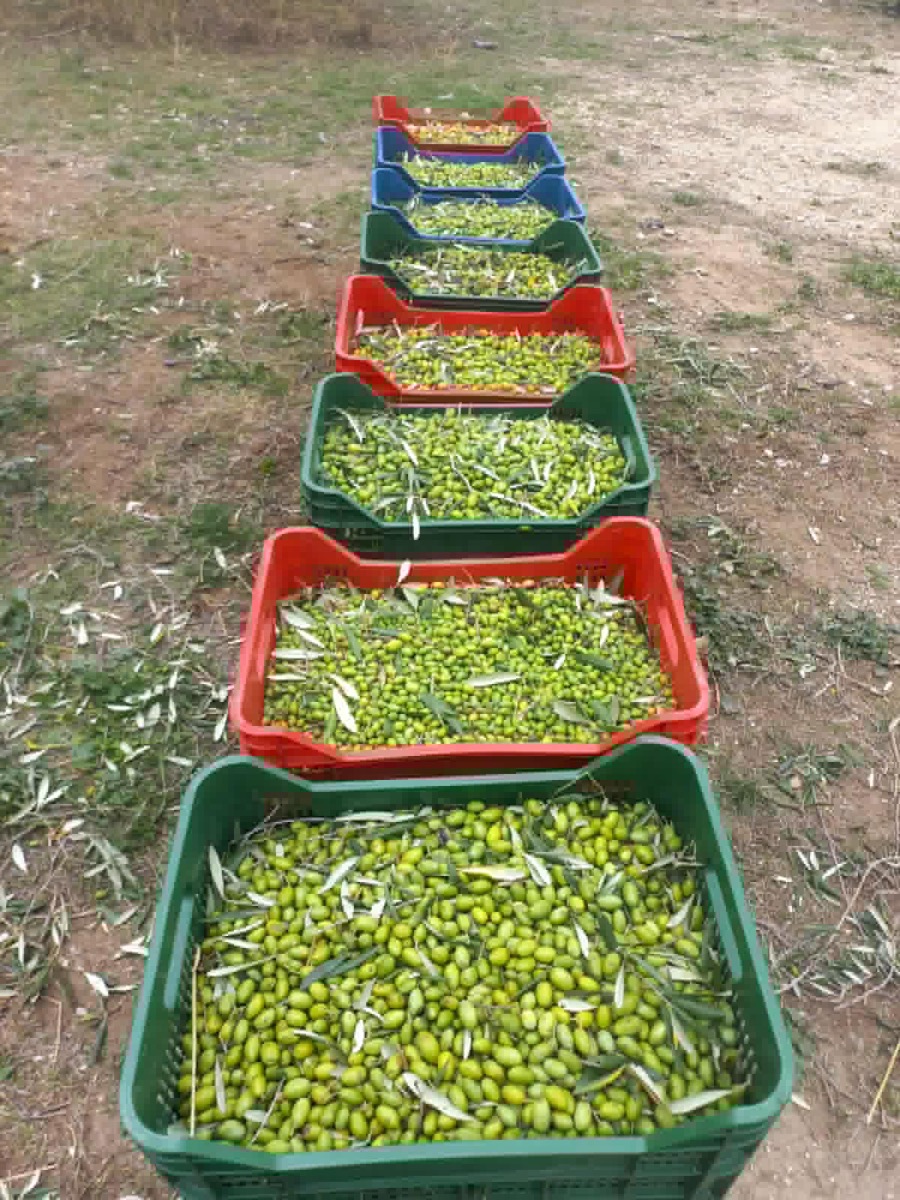 Cassette di olive raccolte ancora verdi, Azienda Agricola Vincenzo Marvulli